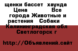 щенки бассет- хаунда › Цена ­ 20 000 - Все города Животные и растения » Собаки   . Калининградская обл.,Светлогорск г.